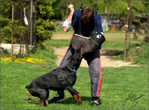 Dogs in training 5/2008